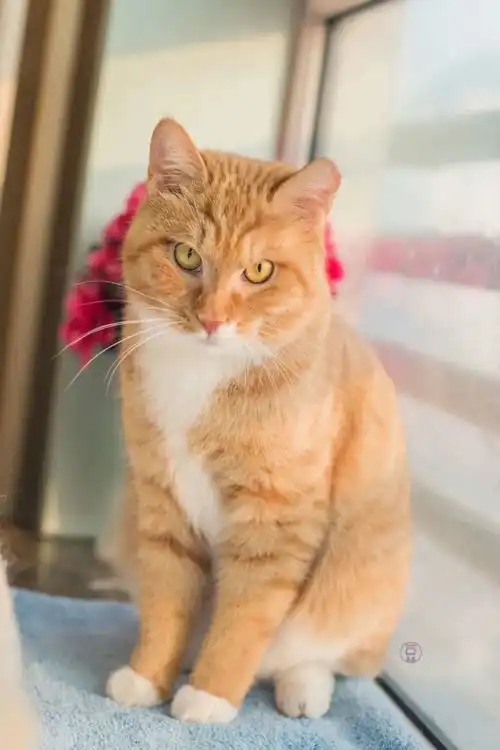 小屋萌猫领养合集可爱小猫咪还在等你喵