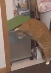 橘猫偷吃被逮着,惩罚方式让网友笑趴,橘猫我不要面子的啊