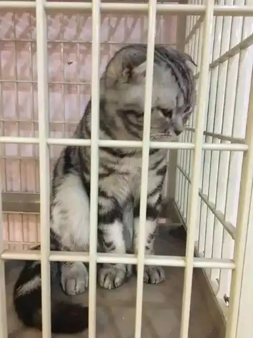 全家出游需要寄养猫咪猫咪寄养一定要注意的问题