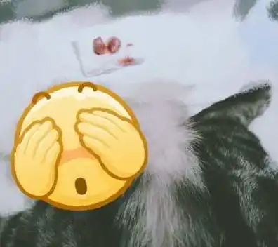 猫咪做完绝育后是什么样子的从手术台下来的表情让人心疼