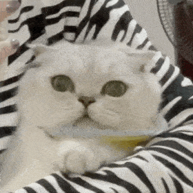 网红猫咪蛋蛋表情包二