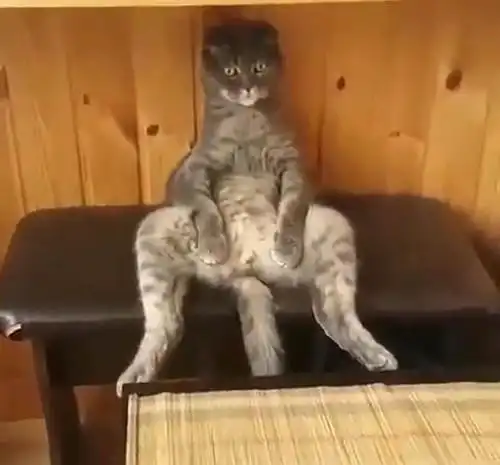 给猫咪做完绝育后,下班回家时却后悔了现在道歉还来得及吗