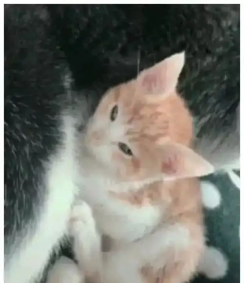 小奶猫趁二哈睡觉,偷偷趴身边,二哈醒来后懵圈