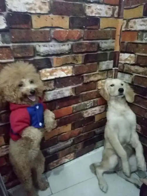 犯错狗狗被罚站,刚过去两分钟,金毛表现不忍直视