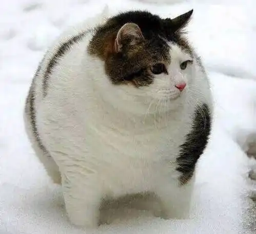 说谁胖呢我们是正在瘦身的猫中杨贵妃