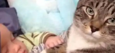猫咪偷亲宝宝被发现,它回头的表情亮了