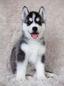 各类世界名犬常年销售哈士奇包健康包纯种协议保障