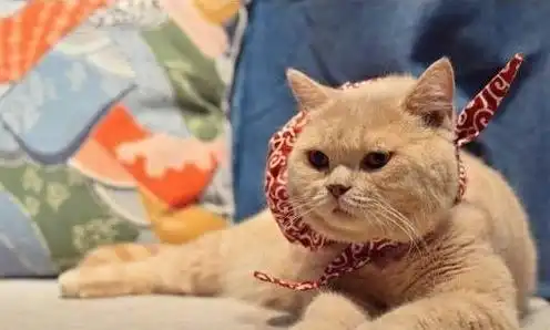 它的表情包存了好多,却不知它日常生活也是只有点小可爱的萌猫