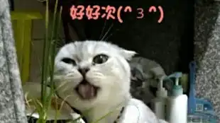 日常拍拍猫臀