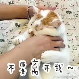 这只猫咪叫什么好喜欢它的表情包