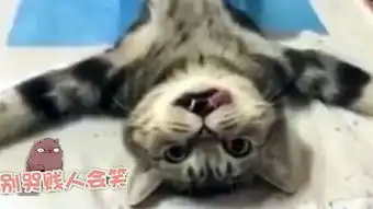 爆笑萌喵maru超萌丸酱也有拿不到的东西youtube搞笑视频
