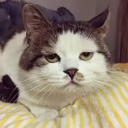这只小确丧的猫在中国和日本火了想吃却怎么都吃不到,还有让猫生绝望的悲催日常