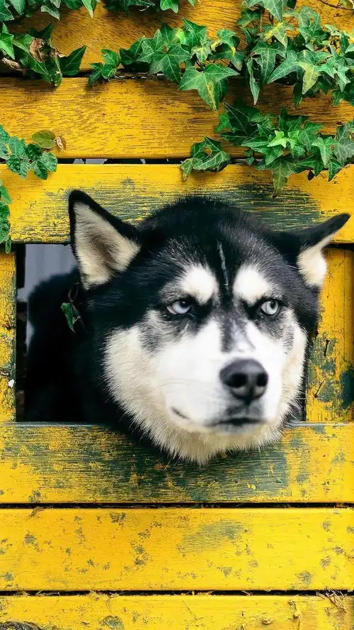 一组百看不厌的壁纸,绝对一眼爱上