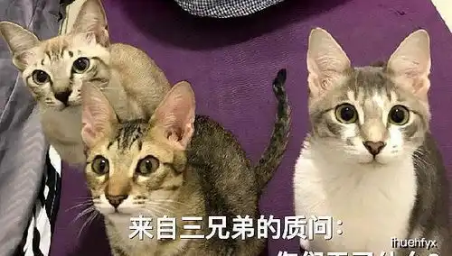 3只猫咪一起去做了绝育,今生做姐妹,来世再做兄弟了