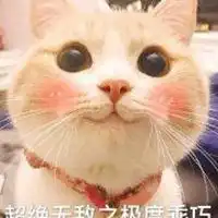 网红bobi猫表情包微信头像图片大全