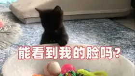 球球生活记录合集