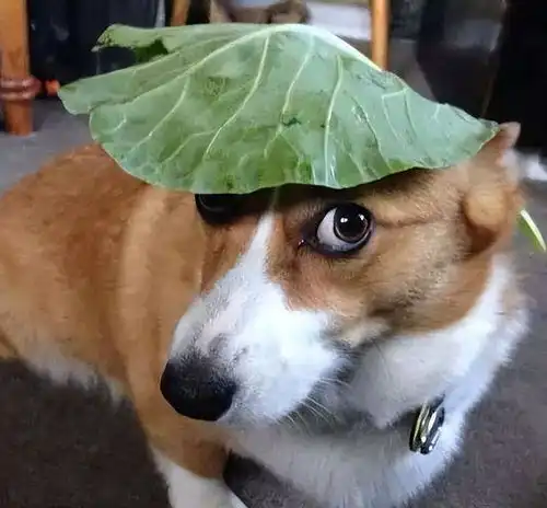 告诉你一件事养狗,不要养柯基犬