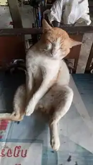 网友的猫常跑出去浪,结果就被绝育了