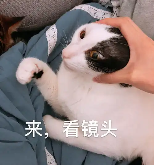 喵喵和fufu的一波表情包
