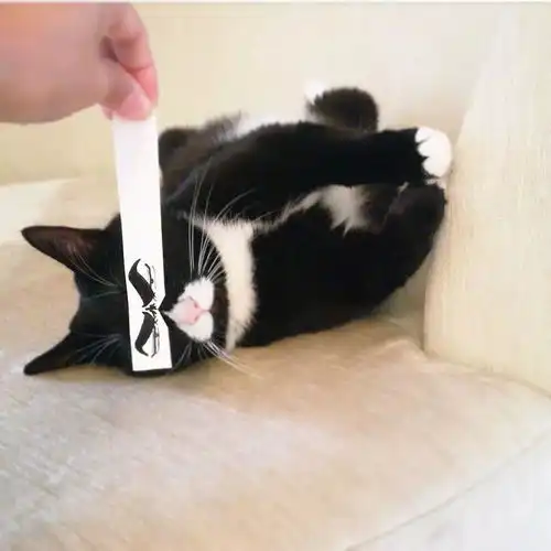 一只用鼻子发射爱心的奶牛猫,模样可爱又魔性