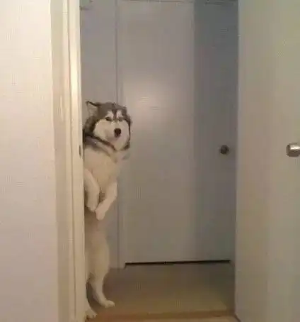 哈士奇是注定要成为表情包的狗,有些事养狗的人一定要懂