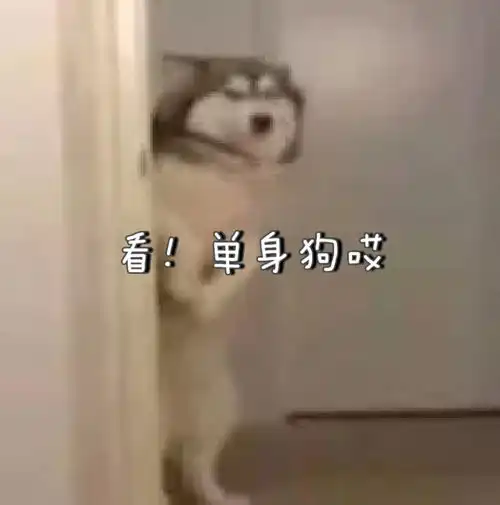 沙雕表情包你别过来我怕猪