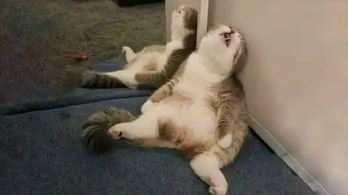 莫名火遍全网这只睡翻在墙角的猫咪被网友们玩坏了