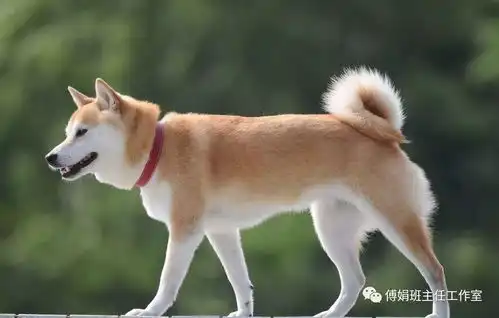 猫狗轶事
