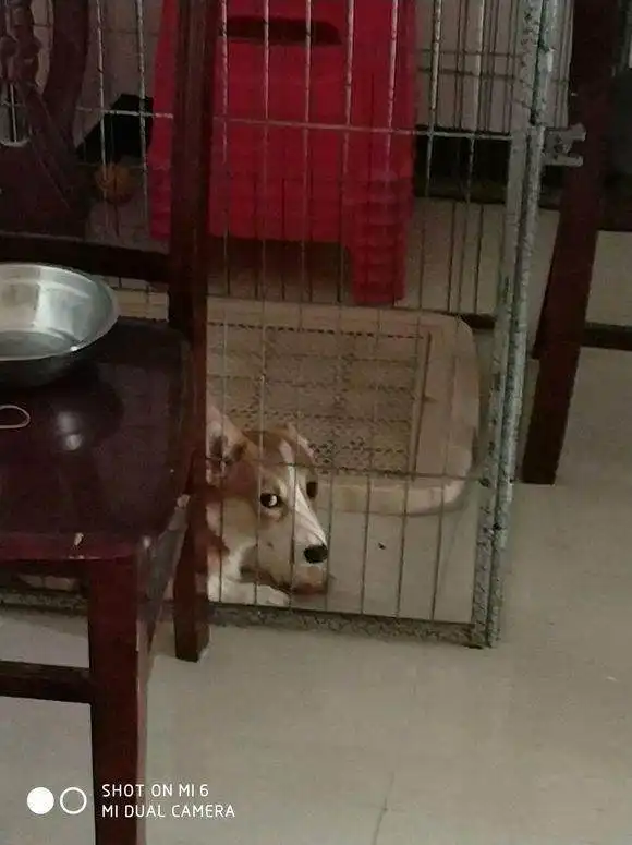 妹子哭诉柯基太调皮,宠主忍无可忍出绝招,狗狗的表情令主人崩溃
