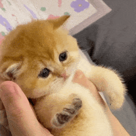 表情包动态可爱表情包