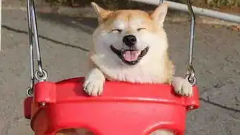 荡秋千的感觉真好