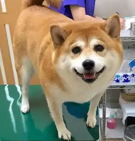 柴犬去医院打针,看似稳如老狗,回家后竟做出让人笑出内伤的举动