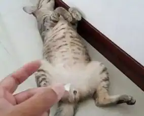给流浪猫做绝育手术成本太高太残忍,网友想出这个人类使用的方法