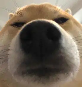 不是说染黑后很难再上色吗