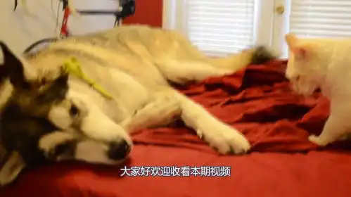 猫咪3比0ko哈士奇,猫咪看到你的表情我就控制不住自己