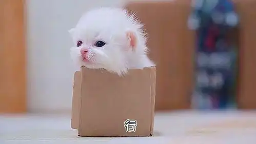 你这猫保萌吗喵星人萌宠出道计划抖音动物图鉴