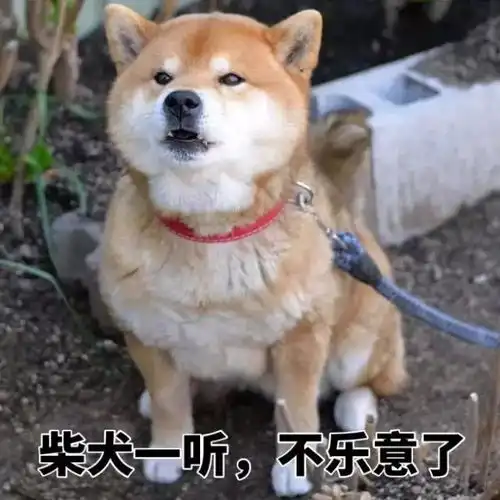 超喜欢做表情包柴犬,你在看什么呢,靓仔