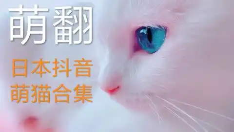 来自日本抖音的萌猫合集