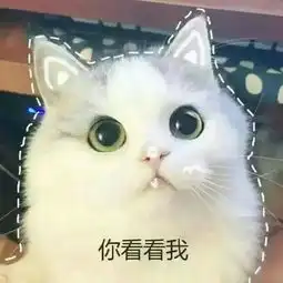 别准备了,英语四六级都要取消了