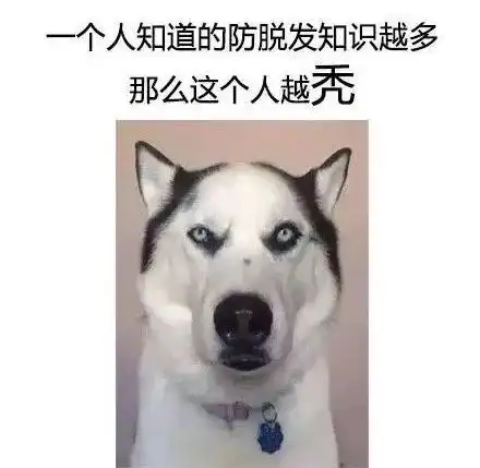 二哈我为这个家操碎了心
