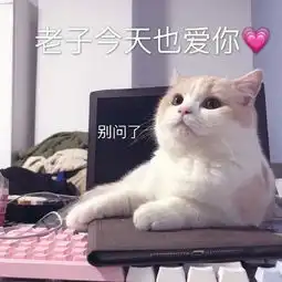 猫咪表情包今晚那个吗