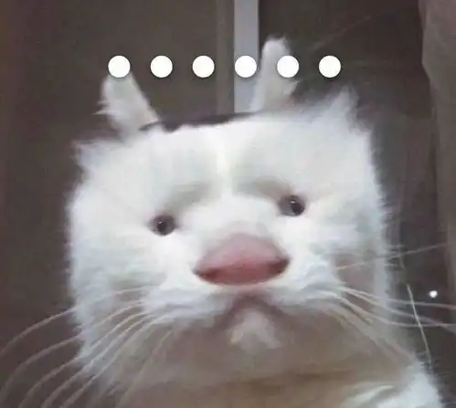 奇怪的猫咪表情包增加了