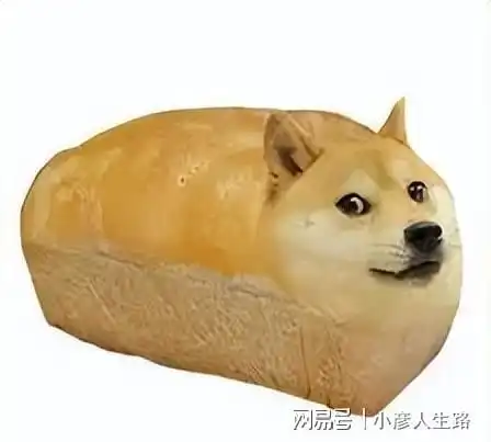 因一个表情火遍全球10年的柴犬,如今已病危