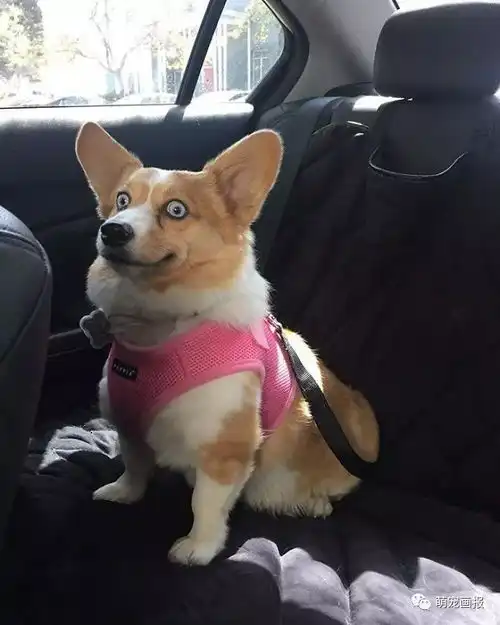 柯基犬的搞笑表情,真是绝了