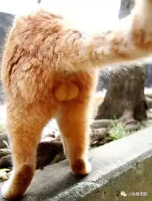 猫蛋蛋那么萌,真是让人忍不住伸出咸猪手啊