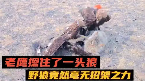 两只老鹰摁住野狼,已然开始拔毛行动,接下来就该起锅烧水了吧