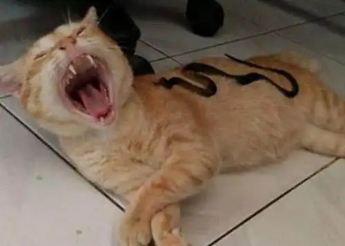 猫咪正在熟睡中,感觉身上有冰冷的东西,回头后表情石化