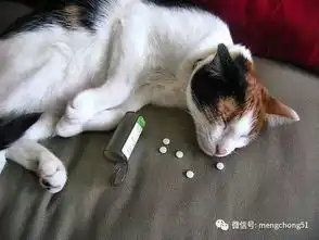 猫咪体内有寄生虫怎么办该怎样为猫咪驱虫