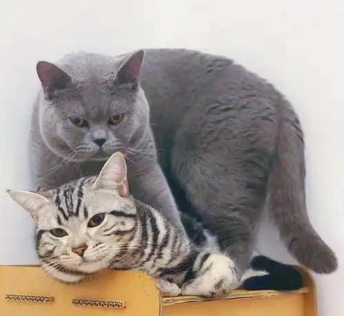 给我家猫做了绝育,它知道发生了什么,会恨我吗