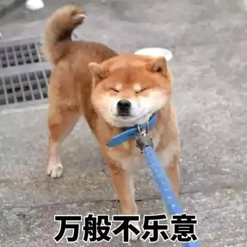 狗狗抗拒牵绳,不一定是喜欢自由,这些才是真正原因